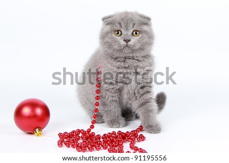 scottish fold kitten, cat of white background christmas