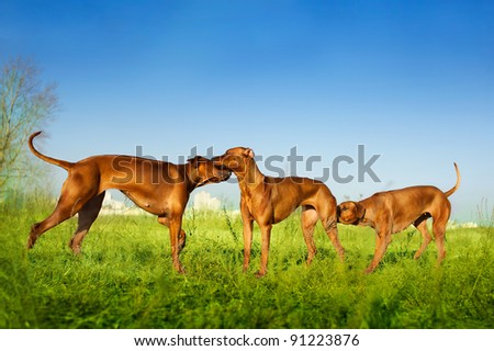 Beautiful Rhodesian ridgeback dogs playing in a field