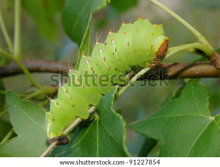 Luna Moth Caterpillar Stock Photos And Images Avopix Com
