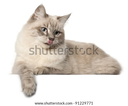 Siberian cat, in front of white background
