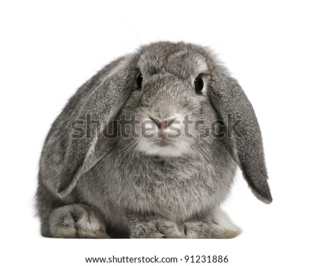 French Lop rabbit, 2 months old, Oryctolagus cuniculus, sitting in front of white background Royalty-Free Stock Photo #91231886