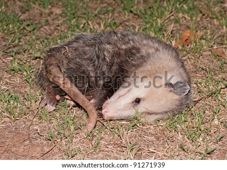 Possum playing dead at night
