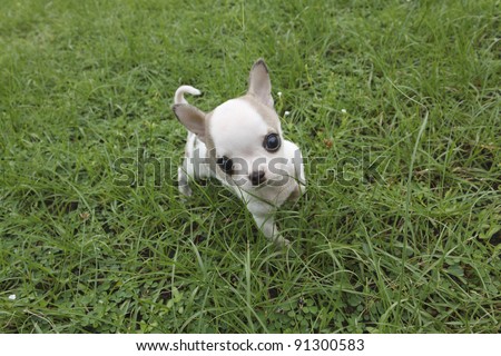 Puppy chihuahua walking at the grass