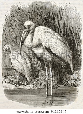 Yellow-billed Stork old illustration (Mycteria ibis). Created by Kretschmer and Jahrmargt, published on Merveilles de la Nature, Bailliere et fils, Paris, ca. 1878