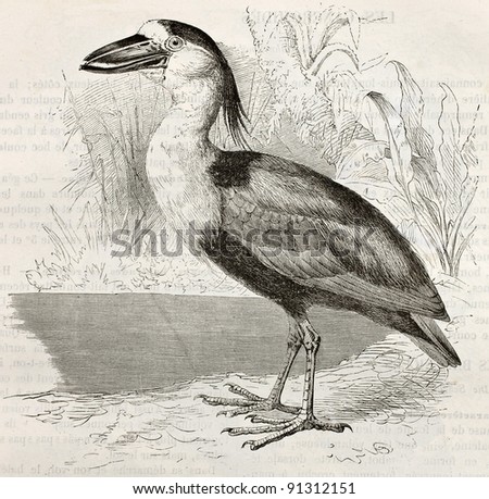 Boat-Billed Heron old illustration (Cochlearius cochlearius). Created by Kretschmer and Schmid, published on Merveilles de la Nature, Bailliere et fils, Paris, ca. 1878