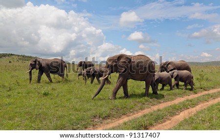 Family of african elephant on the Masai Mara National Reserve - Kenya