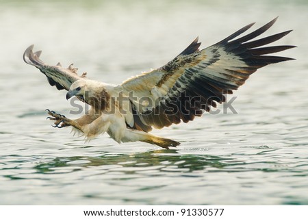 sea eagle spread his wings ready to attack his prey Royalty-Free Stock Photo #91330577