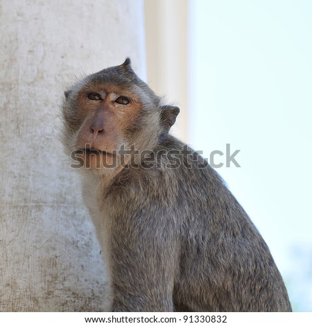 closeup of Monkey