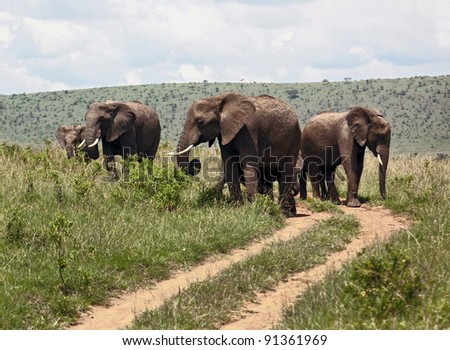 Family of african elephant on the Masai Mara National Reserve - Kenya