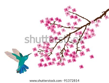 vector hummingbird and cherry blossom branch