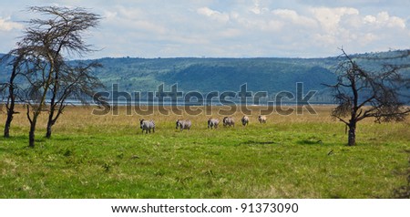 Zebras crossing meadow in Lake Nakuru National Park - Kenya