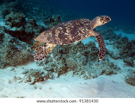 Hawksbill turtle in the Red Sea
