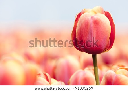 Pink tulip photographed with a selective focus and a shallow depth of field