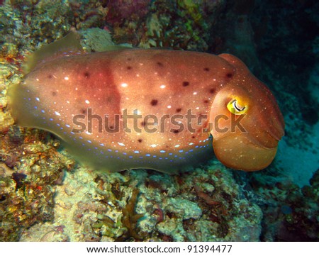 Broadclub Cuttlefish, Maratua, Borneo, Indonesia