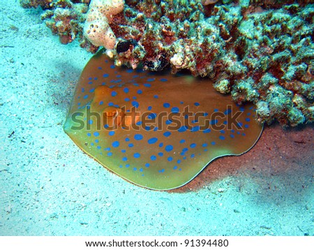 Blue-spotted Stingray resting in the sand, Hurghada, Egypt