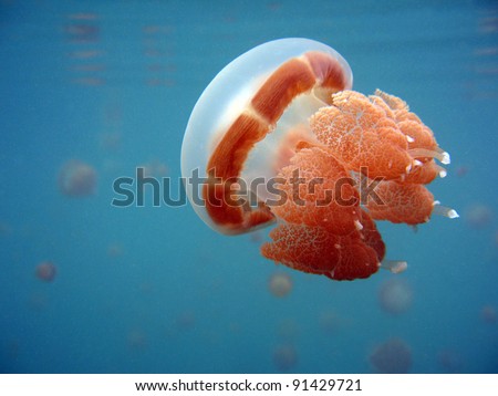 Martigias Papua Jellyfish, Jellyfish Lake, Kakaban, Indonesia