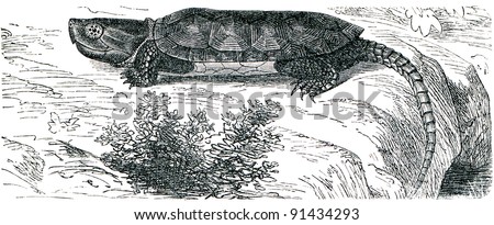 big-headed turtle - Platysternon megacephalum - an illustration of the encyclopedia publishers Education, St. Petersburg, Russian Empire, 1896