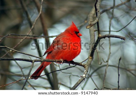A picture of a male cardinal taken in a forest in Indiana