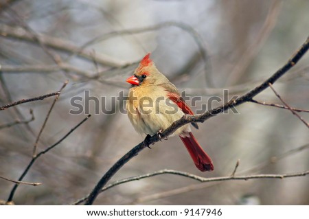 A picture of a female cardinal taken in a forest in Indiana