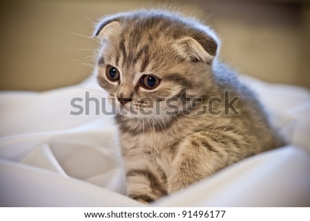 Scottish Fold kitten sitting on a white cloth