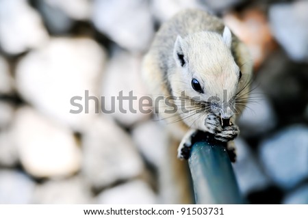 White Squirrel in Dusit Zoo Thailand