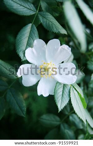 White rose flower on dark leaves background