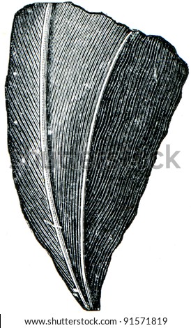 Cambrian and Silurian systems fossil organisms - Corals Streptelasma europenium - encyclopedia  Education, Russia, 1896