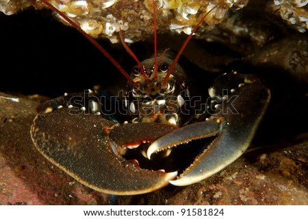 Common European Lobster Royalty-Free Stock Photo #91581824
