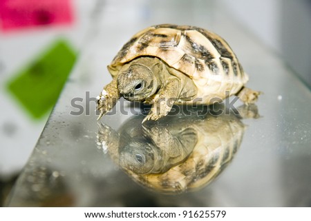Hermann's tortoise (Testudo hermanni) baby