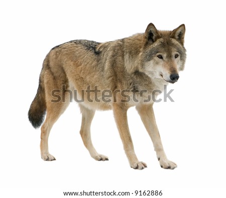 Young wolf staring at its chase. Isolated on white.