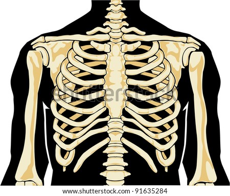 Human anatomy. Chest. Vector illustration. Royalty-Free Stock Photo #91635284