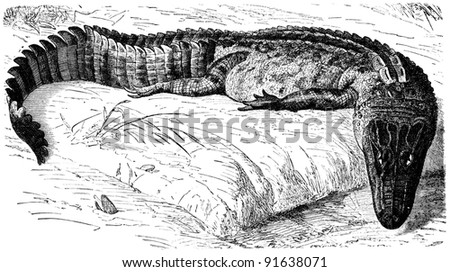 Spectacled Caiman - Caiman crocodilus  - an illustration of the encyclopedia publishers Education, St. Petersburg, Russian Empire, 1896