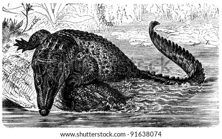 Saltwater or estuarine crocodile  - Crocodylus porosus  - an illustration of the encyclopedia publishers Education, St. Petersburg, Russian Empire, 1896