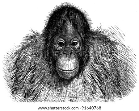 Orangutan (Pithecus Satyrus) - Vintage illustration from Meyers Konversations-Lexikon 1897