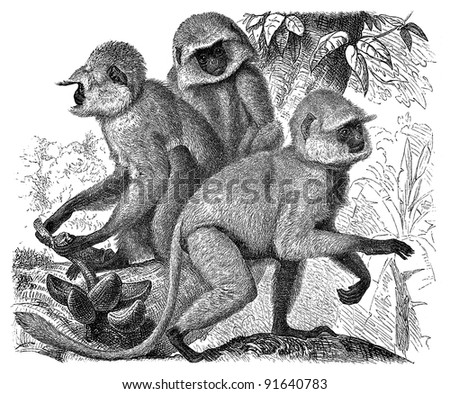 Langur ape (Semnopithecus Entellus) - Vintage illustration from Meyers Konversations-Lexikon 1897