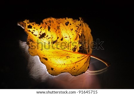 A yellow glowing fallen leaf which shows the transience in life.