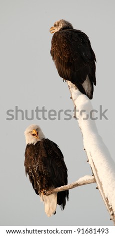 Bald eagles of  sitting on a dead tree.Haliaeetus leucocephalus washingtoniensis.