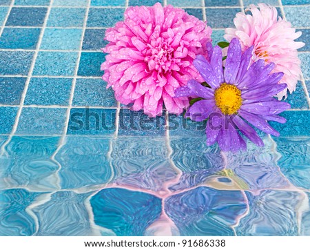 Pink and Violet Dahlia Flowers on Blue Bathroom Tiles