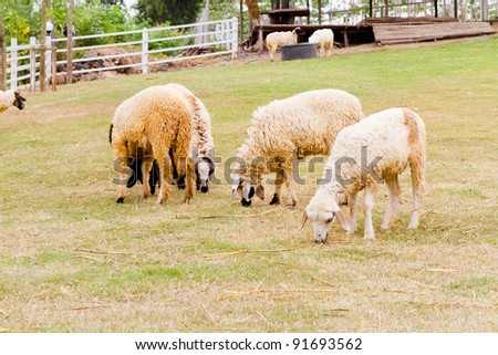 sheep on the green grass