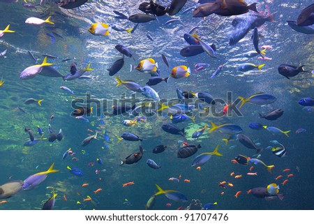 Colorful fish in a large aquarium