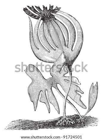 Brown algae - Laminaria Cloustoni (Medicinal plant) - Vintage illustration from Meyers Konversations-Lexikon 1897