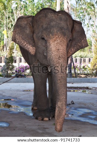 The large elephant in Thailand.