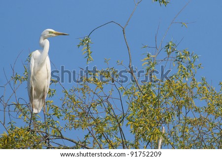 Great White Egret in a tree