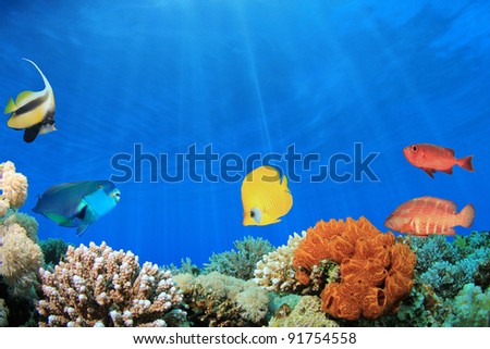 Digital Composite of Coral Reef with Tropical Fish in clear blue water