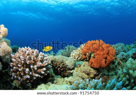 Coral and Sponges in the Sea