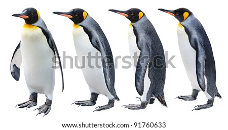 Isolated penguins. Four king penguins in different poses stand and walk isolated on white background