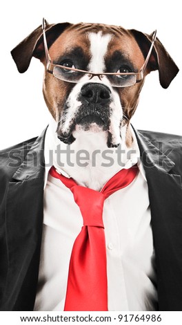 Boxer Dog wearing a suit, red tie and glasses