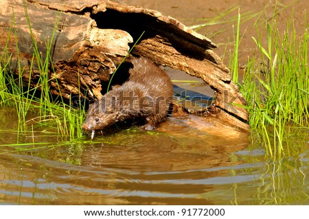 Mink eating a small fish. Royalty-Free Stock Photo #91772000