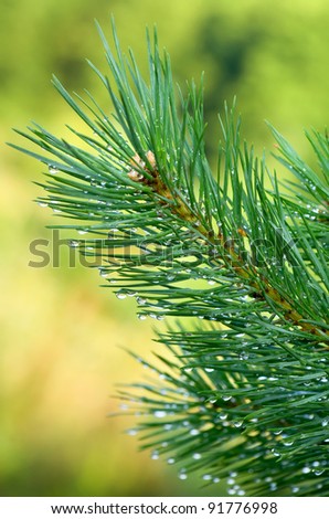 After the rain. Drops of water on the bright pine tree.