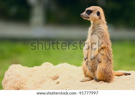 Standing Suricate or Meerkat (side view)